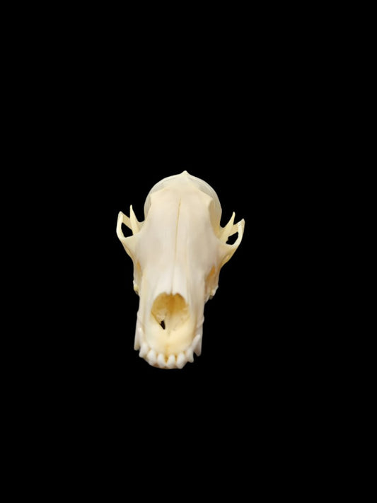 Fox Skull